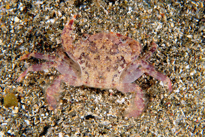 Liocarcinus corrugatus da confermare